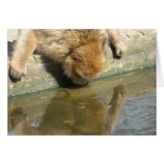 Monkey tittar du på mig? hälsningskort (Framsidan Horizontal)
