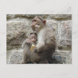 Monkey vill ha en cookie vykort