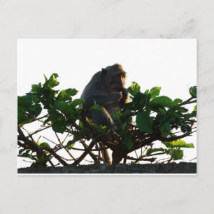 Monkey Vykort