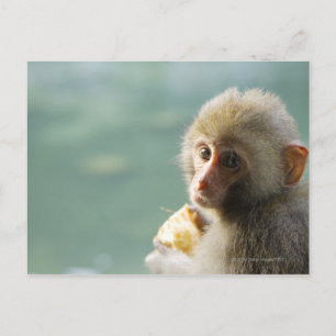 Monkey Vykort