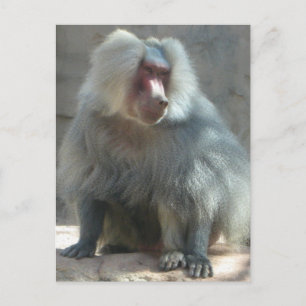 Monkey Vykort
