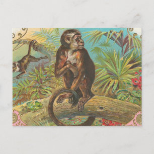 Monkey Vykort