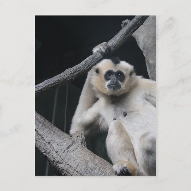 Monkey Vykort (Framsida)