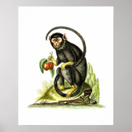 Monkey with Fruit Poster