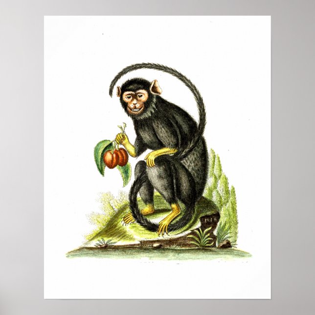 Monkey with Fruit Poster (Framsidan)