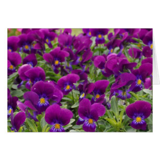 monkeyfaces hälsningskort