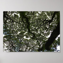 Monkeypod lövs poster