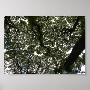 Monkeypod lövs poster