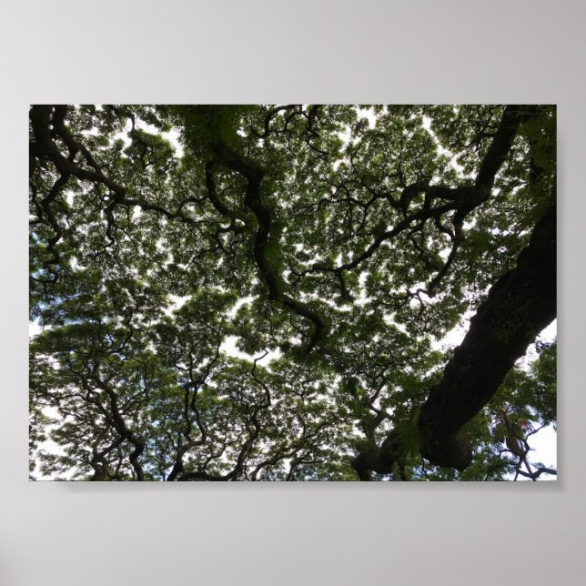 Monkeypod lövs poster (Framsidan)