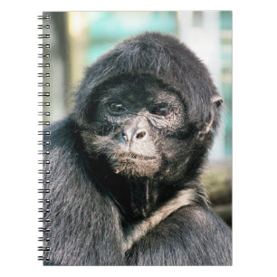 MONKEYS ANTECKNINGSBOK MED SPIRAL