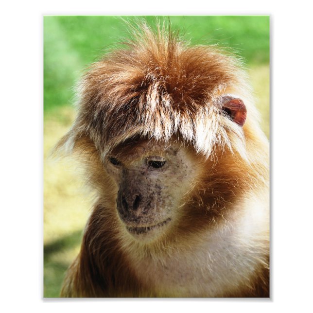 MONKEYS FOTOTRYCK (Framsidan)