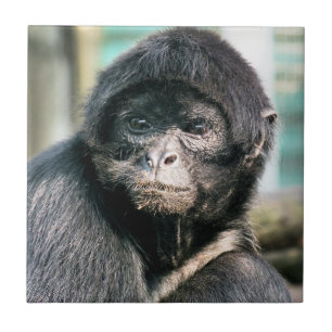 MONKEYS KAKELPLATTA