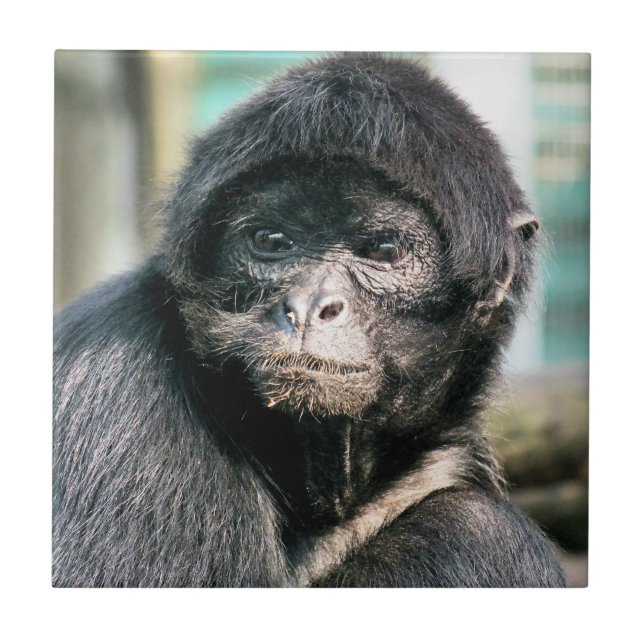 MONKEYS KAKELPLATTA (Framsidan)