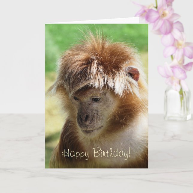 MONKEYS KORT (Orkide)