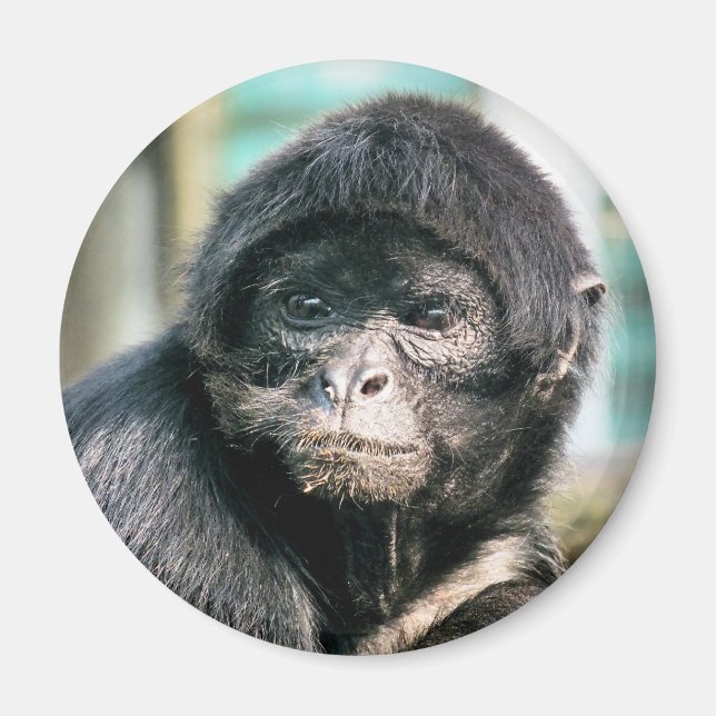 MONKEYS MAGNET (Framsidan)