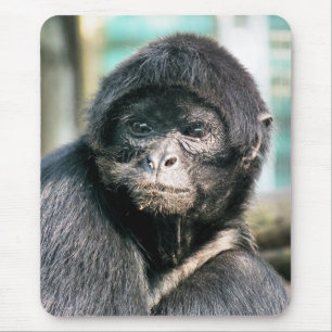 MONKEYS MUSMATTA
