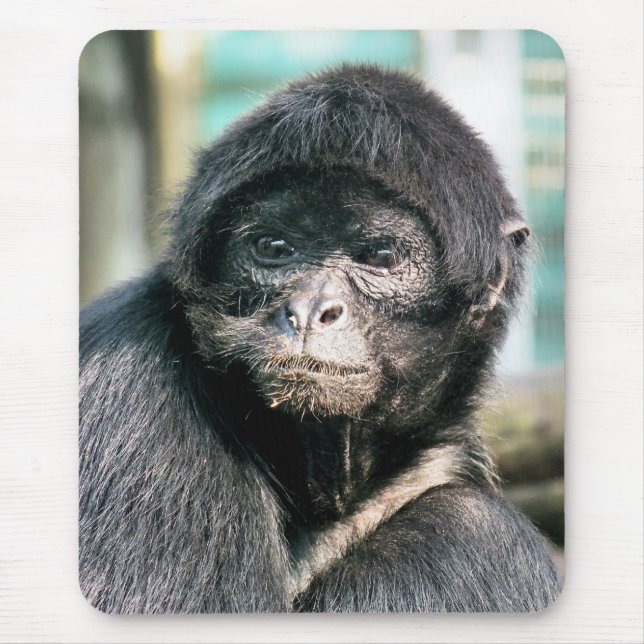 MONKEYS MUSMATTA (Framsidan)