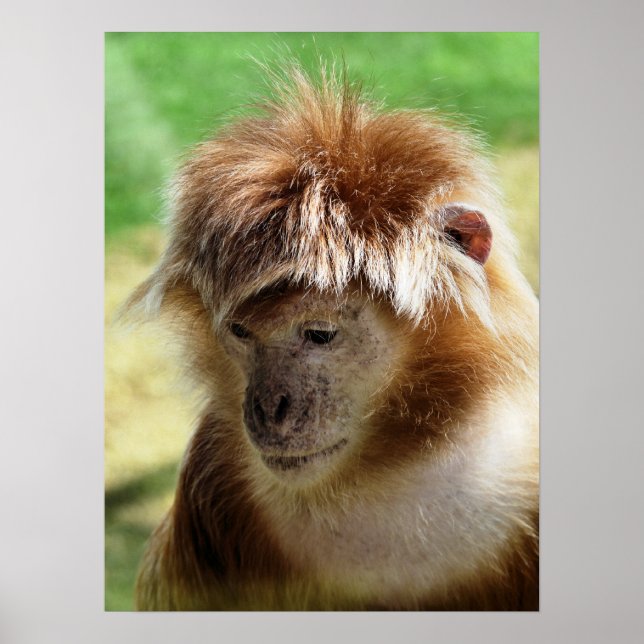 MONKEYS POSTER (Framsidan)