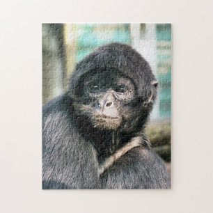 MONKEYS PUSSEL