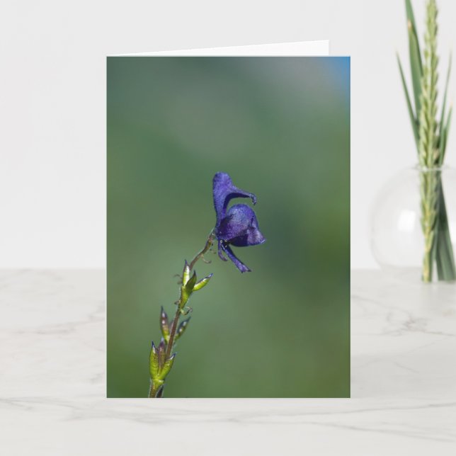 Monk'shood1 Kort (Framsida)