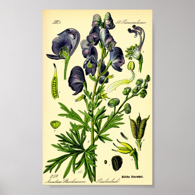 Monkshood (Aconitum napellus) Poster (Framsidan)