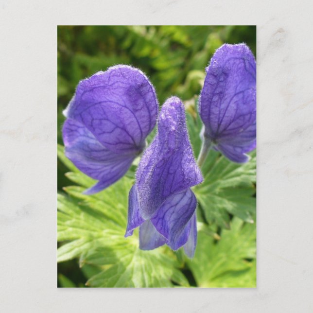 Monkshood Blommars, Unalaska Island Vykort (Framsida)