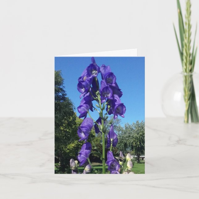 Monkshood Blues Kort (Framsida)