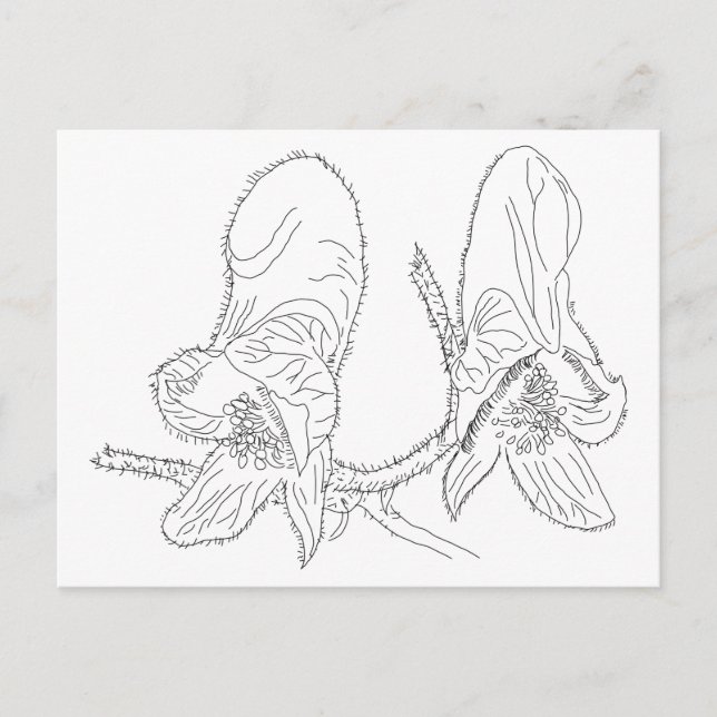 Monkshood Illustration Vykort (Framsida)
