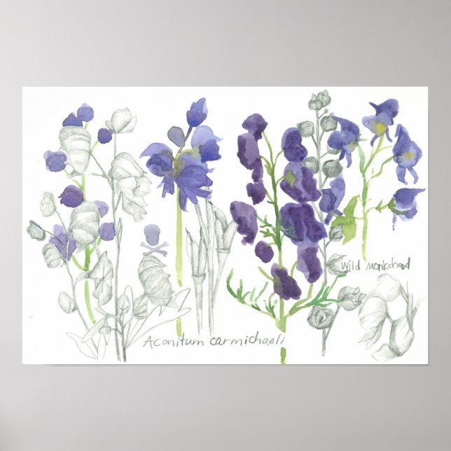 Monkshood Poisonous Plants Botanical Study Poster (Framsidan)