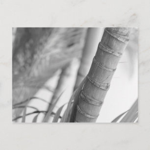 Monochrome Bamboo Vykort