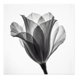 Monochrome botanical fine art photograph fototryck