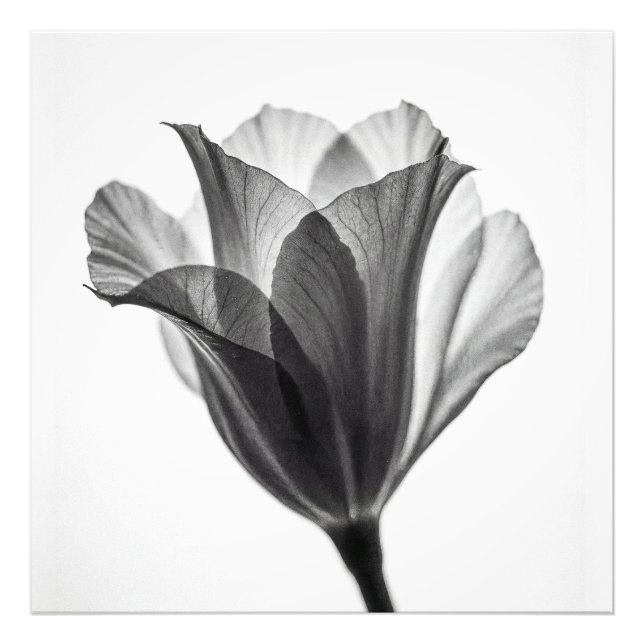 Monochrome botanical fine art photograph fototryck (Framsidan)