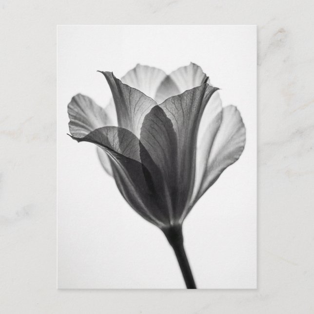 Monochrome botanical fine art photograph vykort (Framsida)