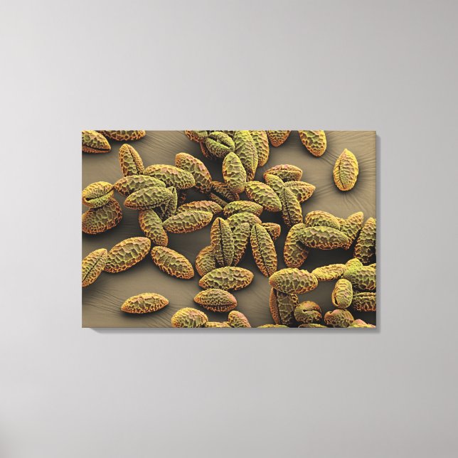 Monocot pollen från en iris canvastryck (Framsida)