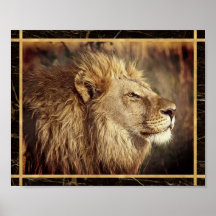 Monokrom Sidledes Lejon Foto Bild Poster