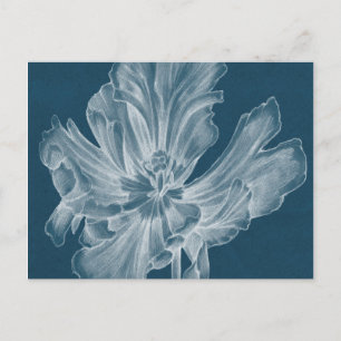 Monokrom Tulip II Vykort