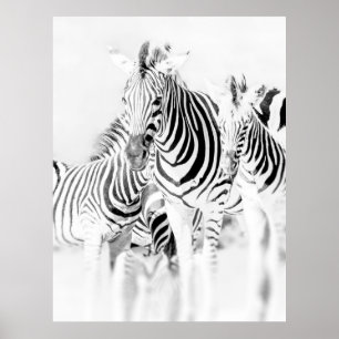 Monokrom zebra-gruppen porträtt, sydafrikanska Nat Poster