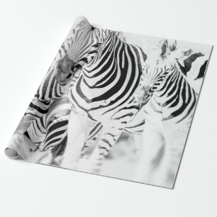 Monokrom zebra-gruppen porträtt, sydafrikanska Nat Presentpapper