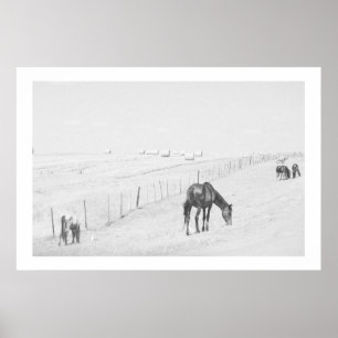 Monokrome Black White Rural Landscape Vild Horses Poster