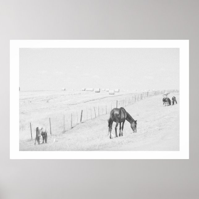 Monokrome Black White Rural Landscape Vild Horses Poster (Framsidan)