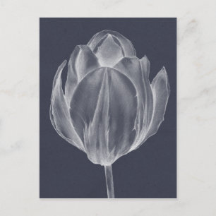 Monokrome Tulip I Vykort