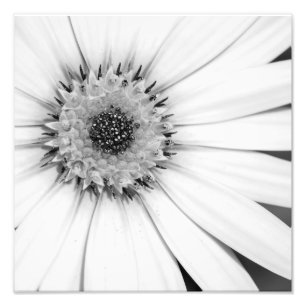 Monokromfoto för afrikansk Daisy Fototryck