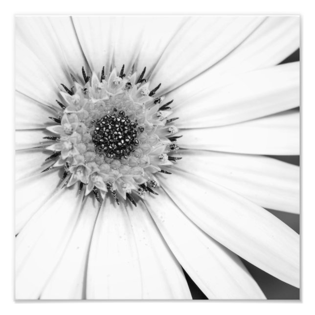 Monokromfoto för afrikansk Daisy Fototryck (Framsidan)