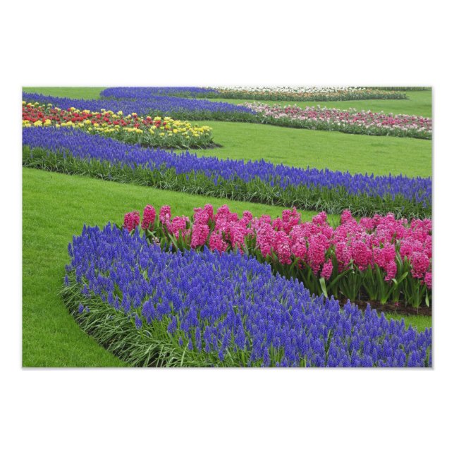 Mönster av druvhyacint, tulpaner och fototryck (Framsidan)