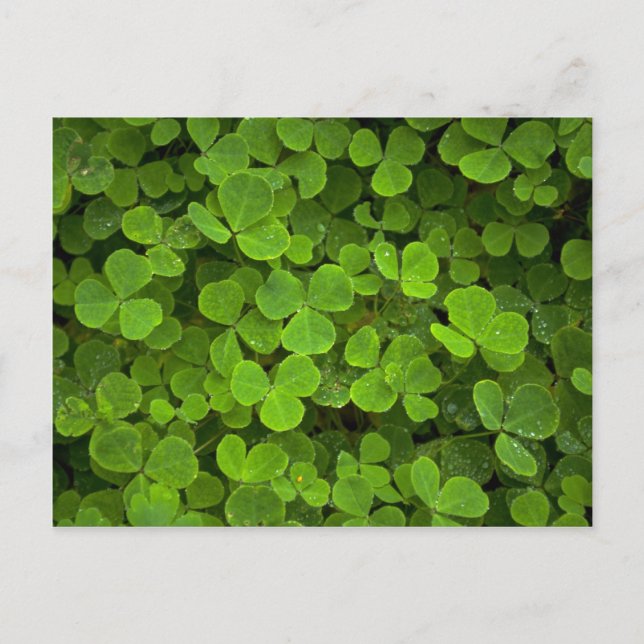 Mönster av naturen vykort (Framsida)