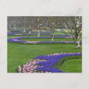 Mönster av tulpaner och dräglilje-blommor, 4 vykort