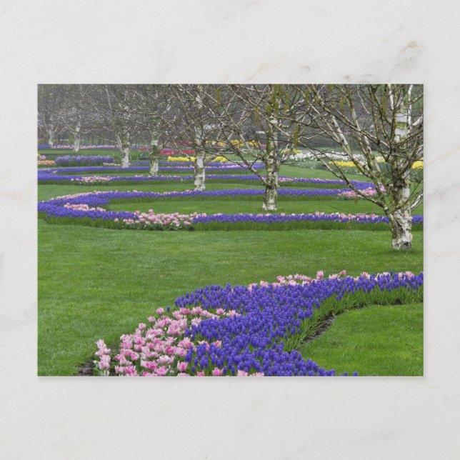 Mönster av tulpaner och dräglilje-blommor, 4 vykort (Framsida)