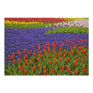 Mönster av tulpaner och druvhyacintblommor, 2 fototryck