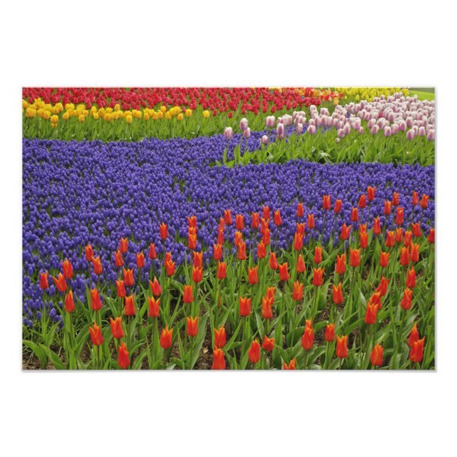 Mönster av tulpaner och druvhyacintblommor, 2 fototryck (Framsidan)
