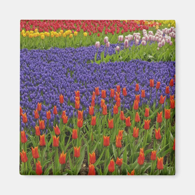 Mönster av tulpaner och druvhyacintblommor, 2 magnet (Framsidan)